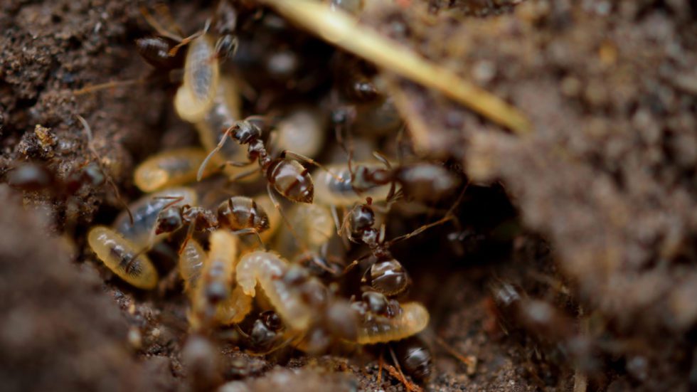 Pest Control Services | Pest Control Baton Rouge by Advantage Services